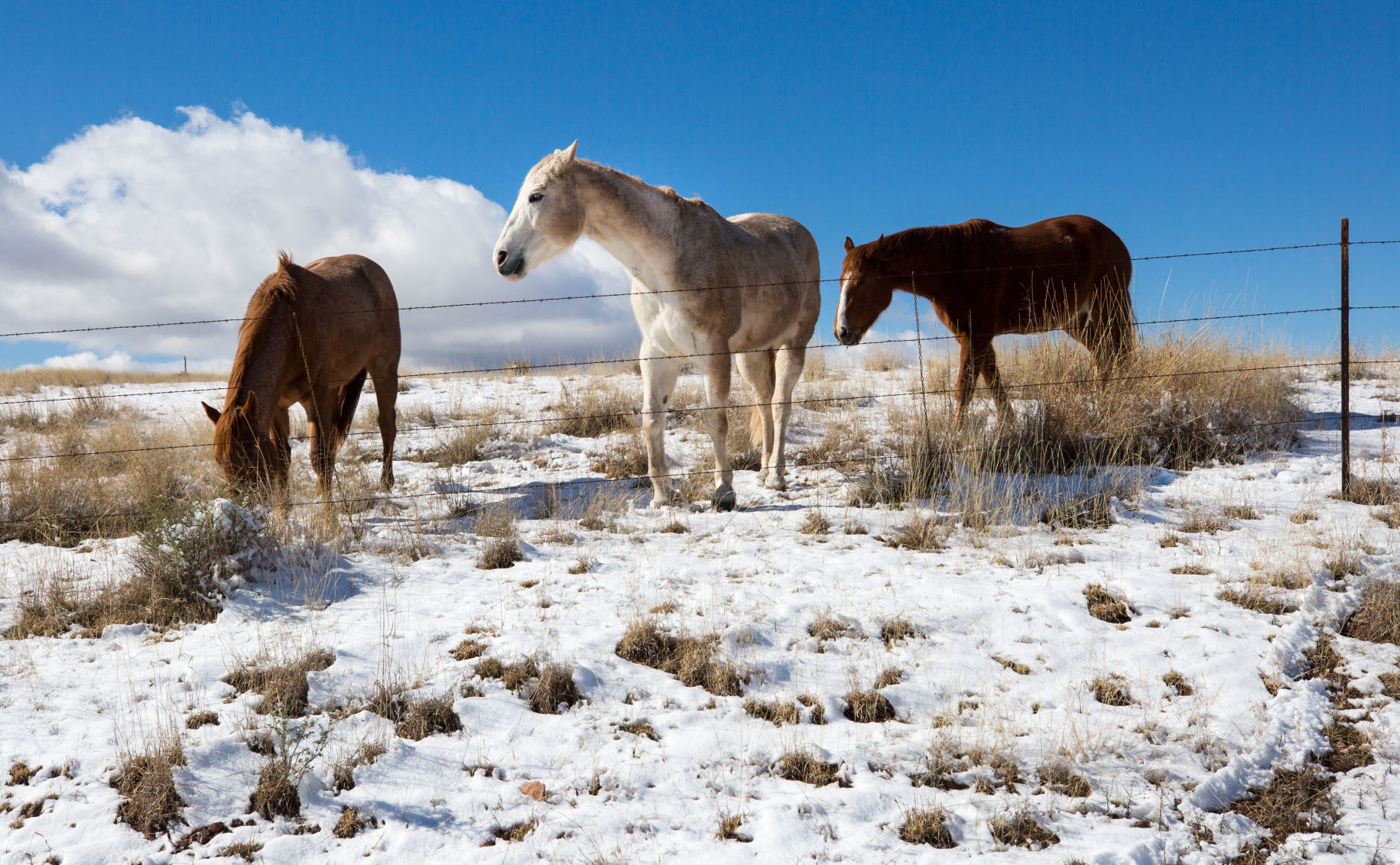 Snow in southeast Arizona